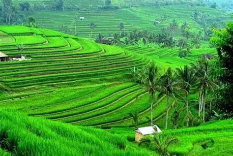 Private Tour Jatiluwih Rice Terrace Ulun Danu And Banyu Mala Waterfall