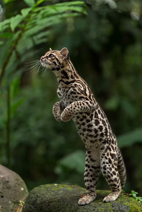 Margay BilginCin