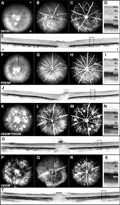Retinal morphology in Pde6a mutants in vivo. D670G (A-E), R562W (F-J ... 