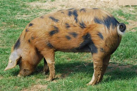 About the rare breeds – The Great British Rare Breed Pig Company Ltd.