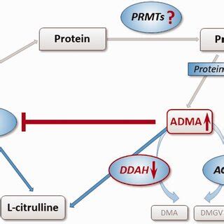 Effects Of Chronic Hypoxia On Enzymatic Pathways Involved In The