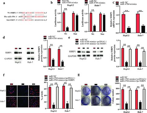 MiR 4784 Performs Tumor Suppressive Function By Targeting SSRP1 In HCC