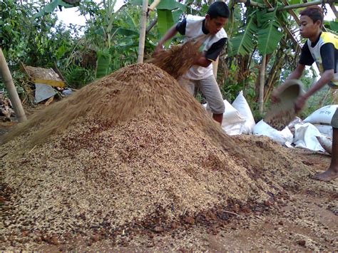 KEBUN TOMAT Media Tanam Tanaman Pot