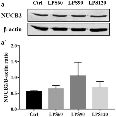 Western Blot Of Nucb Nesfatin In Wt Neutrophils Quantification Of