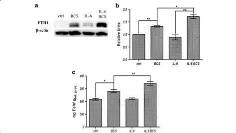 Fth Expression Levels And Intracellular Iron Concentration A