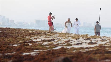 Rumput Laut Cemari Pantai Di Meksiko Tempo Co