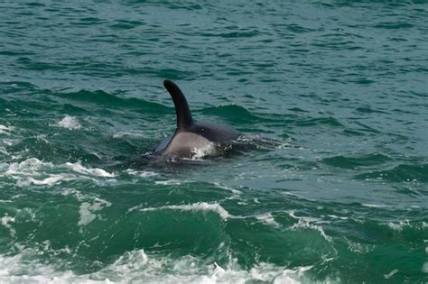 Orcas Cazando Leones Marinos Patagonia Argentina Foto Premium