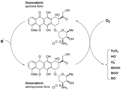 Redox Cycling Of Doxorubicin One Electron Reduction Of The Quinone