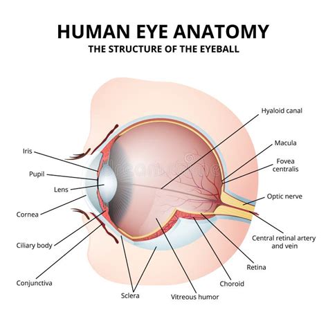 Diagramma Schematico Dell Anatomia Dell Occhio Umano Illustrazione