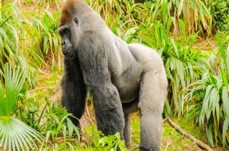 Trekking Eastern Lowland Gorillas In Kahuzi Biega NP Congo Safari