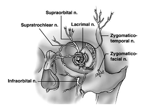 [PDF] The innervation of the scalp: A comprehensive review including ...