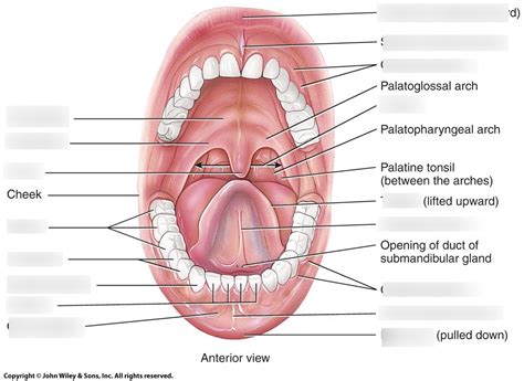 Teeth Diagram | Quizlet 