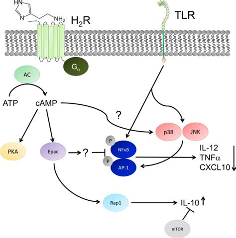 Histamine Receptor 2 Modifies Dendritic Cell Responses To Microbial