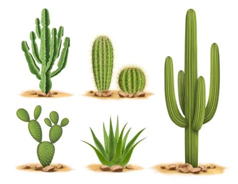 Cactus Plants Desert Royalty Free Stock Vector Images And Clip Art