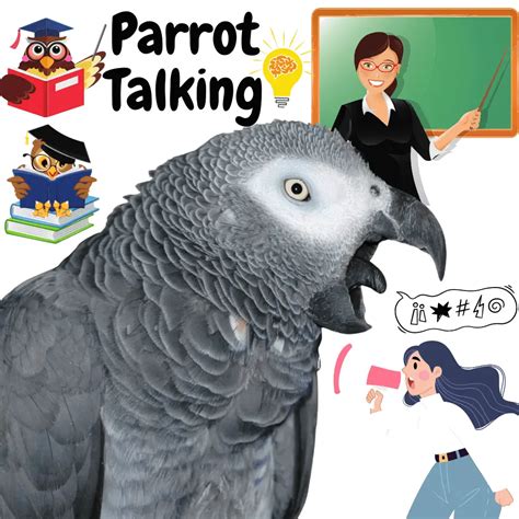 Talking with parrot - Talking Parrot: 6 Tips for Learning to speak