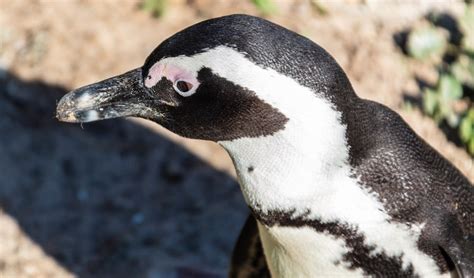 African penguin facts, distribution & population | BioDB