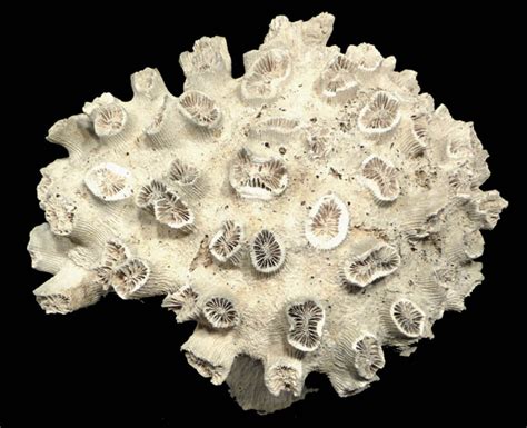 Fossil Corals Dichocoenia Coral Prehistoric Ocean Fossils