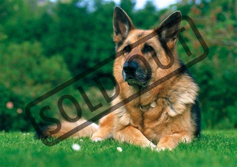 ZDEKO / TREFL Puzzle Německý ovčák 1000 dílků | Puzzle-puzzle.cz