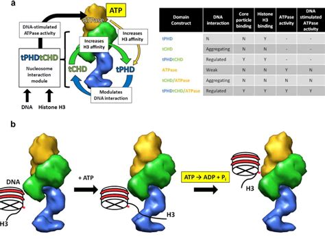 Summary Of Activities And Simple Model Of Atp Hydrolysis Cycle A