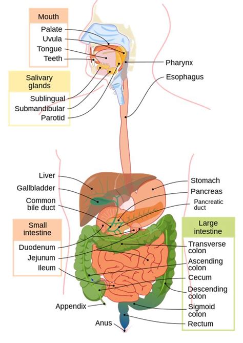 Human Digestive System Diagram Without Labels