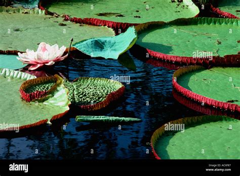 Giant Water Lilly Vitoria Regia Victoria Amazonica Nymphaeaceae Stock