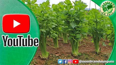 🌱🌿aprende A Cultivar Apio España O Celery🌿🌱 Youtube