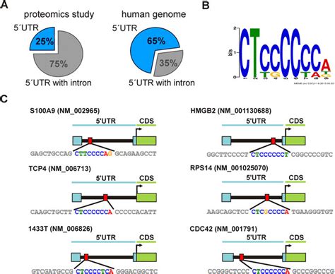 A Occurrence Of Utr Introns In Genes Detected In The Proteomics