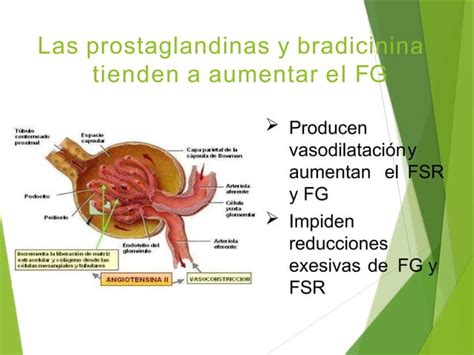 Capitulo Fisiologia Filtracion Glomerular Pptx Descarga Gratuita