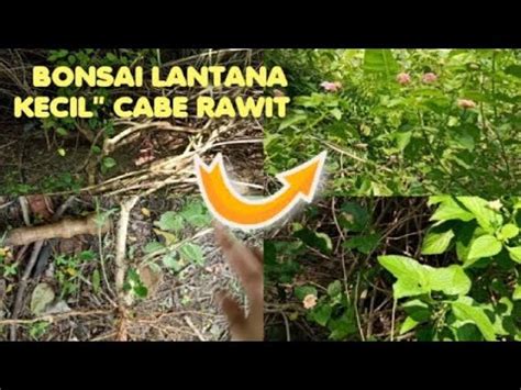 Surga Bahan Bonsai Lantana Di Pekarangan Rumah Tetangga Rajanya Lantana