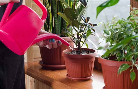 4 Tips For Growing Maintaining House Plants B M Lifestyle