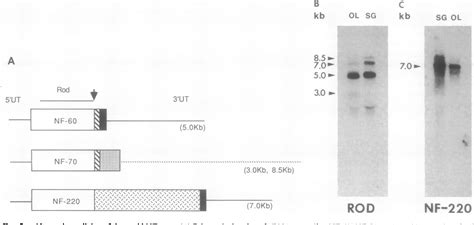 Figure From A High Molecular Weight Squid Neurofilament Protein