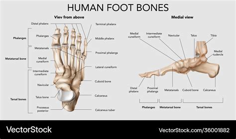 Human Foot Bones Composition Royalty Free Vector Image