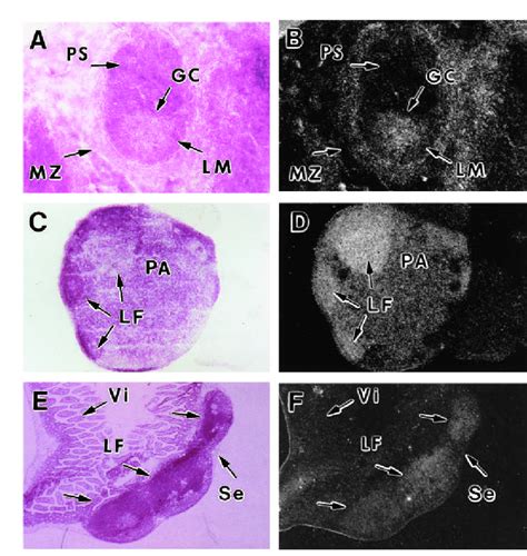 In Situ Hybridization Analysis Of The C Rel Gene Expression In