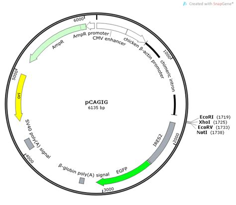 Pcagig载体质粒图谱 优宝生物