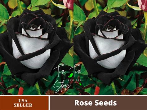 30 Rare Seeds Black Heart White Rose Flower Seeds1135 Pemdasgarden