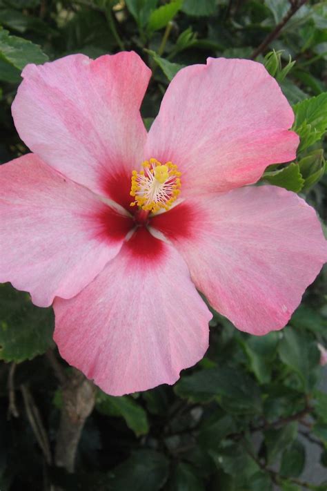 Easy Way To Propagate Hibiscus From Cuttings Hibiscus Plant Hibiscus