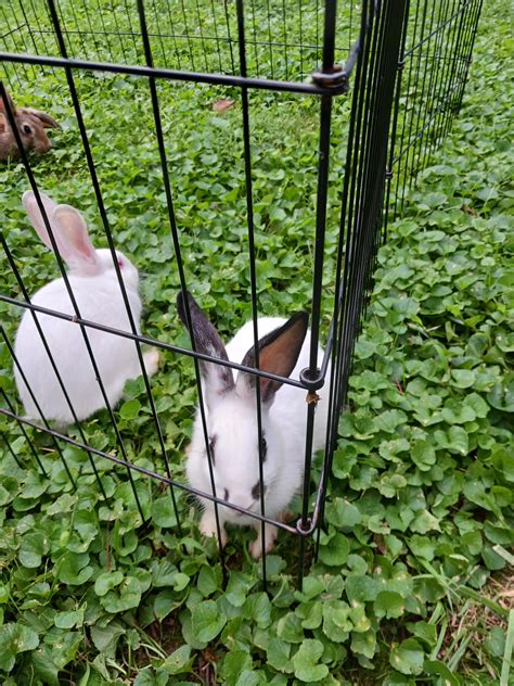 Young Rabbits For Sale Rabbits For Sale