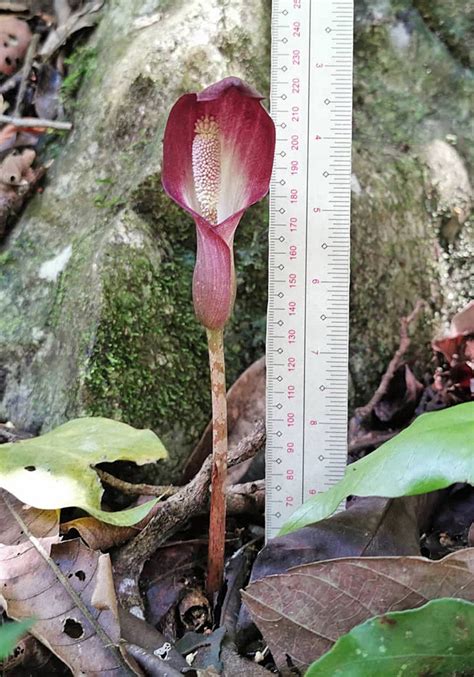 Amorphophallus Minimus Araceae Image 153007 At PhytoImages Siu Edu