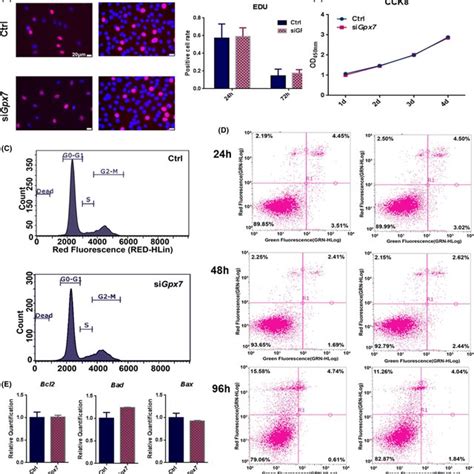 Knockdown Of Gpx7 Does Not Change Cell Proliferation Cell Cycle And