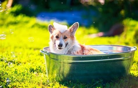 Dog In Water Trough Photos Stock Photos, Pictures & Royalty-Free Images ...