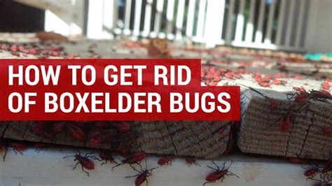 Guide To Getting Rid of Boxelder Bugs | Boxelder Bug Treatment