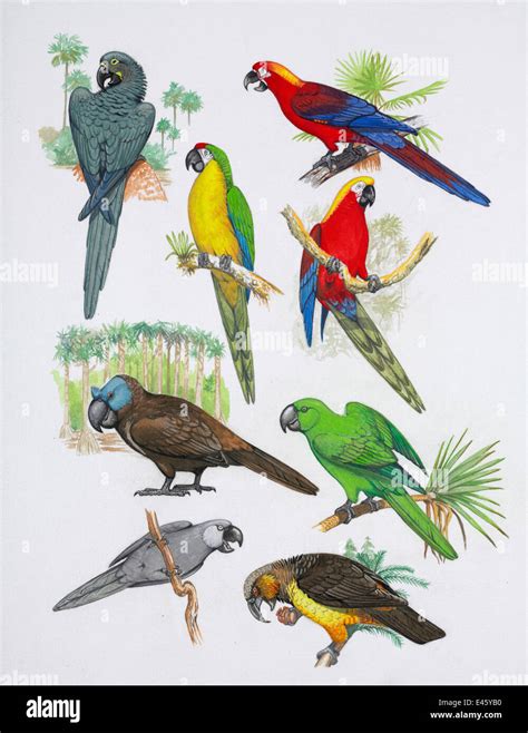 Illustration of extinct parrots. Clockwise from top right: Cuban red ...