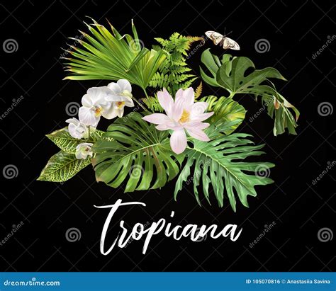 Tropicana Plants Compostion Stock Vector - Illustration of exotic, border: 105070816