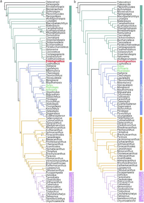 A The Strict Consensus Tree Of 36 Most Parsimonious Trees Based On Download Scientific