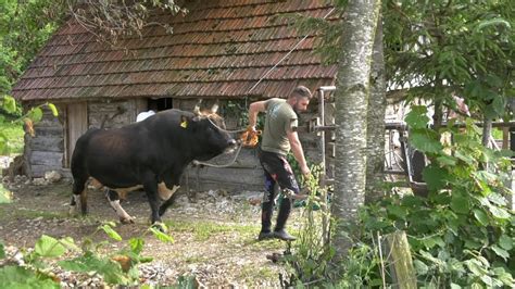 Gale Mu Uradio Papke Peronja Sini E Mandi A Spreman Za Sezonu