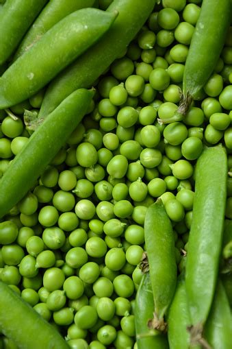 Latar Belakang Kacang Hijau Polong Kacang Dari Lahan Pertanian Kacang