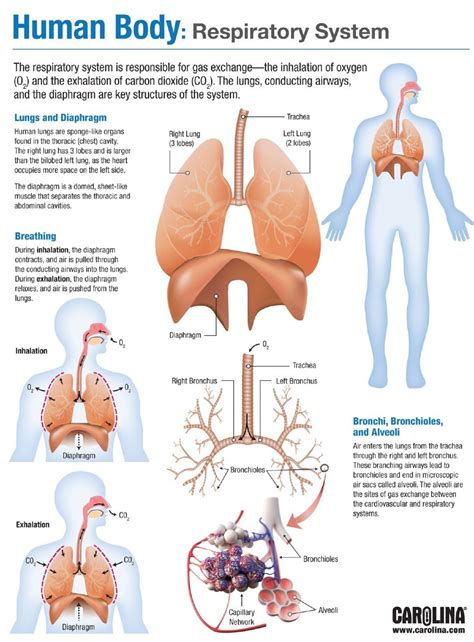 Teaching The Respiratory System