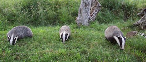 Mating in European Badgers