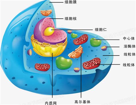 细胞结构矢量图png图片素材下载细胞png熊猫办公