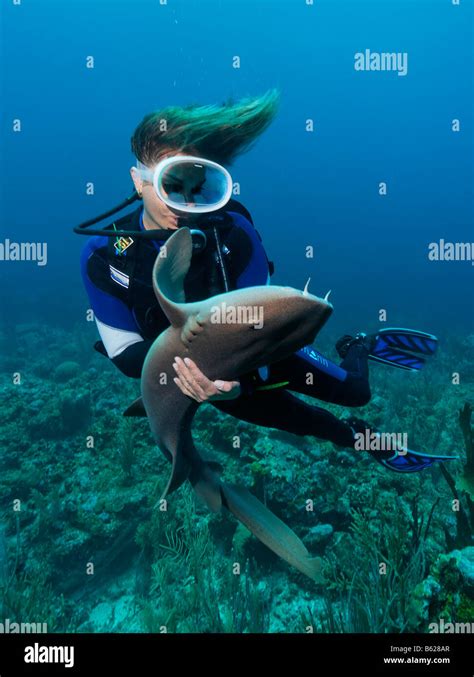 Female scuba diver holding a Caribbean Nurse Shark (Ginglymostoma cirratum), special contact on ...